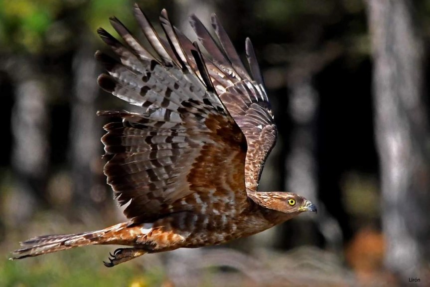 f749a86d-c0ce-4f2b-94f5-cb82c51f8fe0